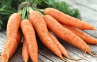 Сорт моркови: Суражевская 1