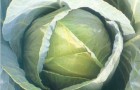 Сорт капусты белокочанной: Тенесити f1
