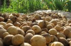 Сорт картофеля: Тимо ханккиян