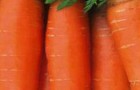 Сорт моркови: Тинга f1