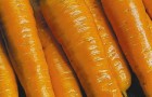 Сорт моркови: Тушон