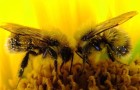 Ученые создают пчелиный банк спермы