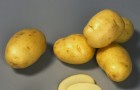 Сорт картофеля: Жанна