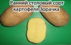 Сорт картофеля: Зорачка