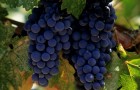 Сорт винограда: Аг изюм