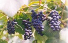 Сорт винограда: Алиевский