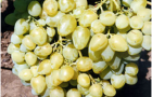 Сорт винограда: Аркадия