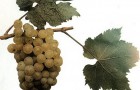 Сорт винограда: Авгалия