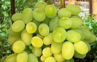 Сорт винограда: Августин
