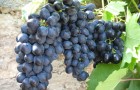Сорт винограда: Бархатный
