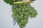Сорт винограда: Белый ранний