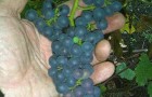 Сорт винограда: Брускам