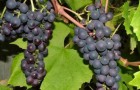 Сорт винограда: Денисовский