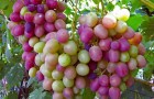 Сорт винограда: Дольчатый