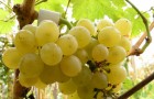 Сорт винограда: Гечеи заматош