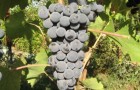 Сорт винограда: Гранатовый