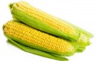 Сорт кукурузы: Харьковский 40 м