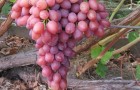 Сорт винограда: Кишмиш лучистый