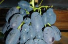 Сорт винограда: Кодрянка