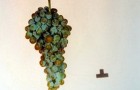 Сорт винограда: Мускат аксайский