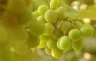 Сорт винограда: Мускат янтарный