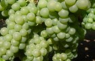 Сорт винограда: Оницканский белый