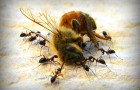 Пчелы несовместимы с современным сельским хозяйством