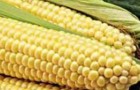 Сорт кукурузы: Пхцпр