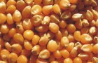 Сорт кукурузы: Рулекс