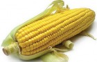 Сорт кукурузы: Рм 341 м