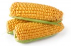 Сорт кукурузы: Роберто