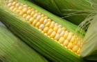 Сорт кукурузы: Росмолд 254 мв