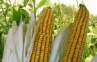 Сорт кукурузы: Росс 140 св
