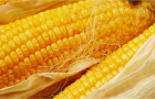 Сорт кукурузы: Росс 180 мв