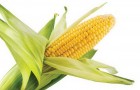 Сорт кукурузы: Сюрприз