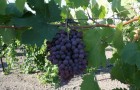Сорт винограда: Рубин азос