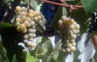Сорт винограда: Шасла белая