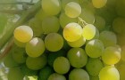 Сорт винограда: Шасла мускатная