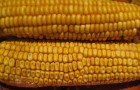 Сорт кукурузы: Сфинкс