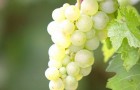 Сорт винограда: Слава дербента