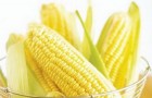 Сорт кукурузы: Спе 015