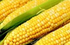 Сорт кукурузы: Ставропольская 1