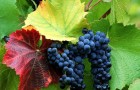Сорт винограда: Стременной