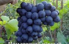 Сорт винограда: Цимлянский черный