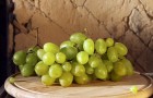 Сорт винограда: Зеленолугский рубин