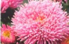 Сорт астры однолетней: Арлекино розовая
