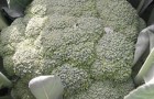 Сорт капусты брокколи: Айронмен f1