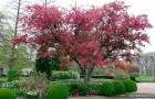 Сорт яблони декоративной: Багряный цвет