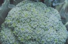 Сорт капусты брокколи: Батавия f1