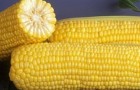 Сорт кукурузы сахарной: Гх 5704